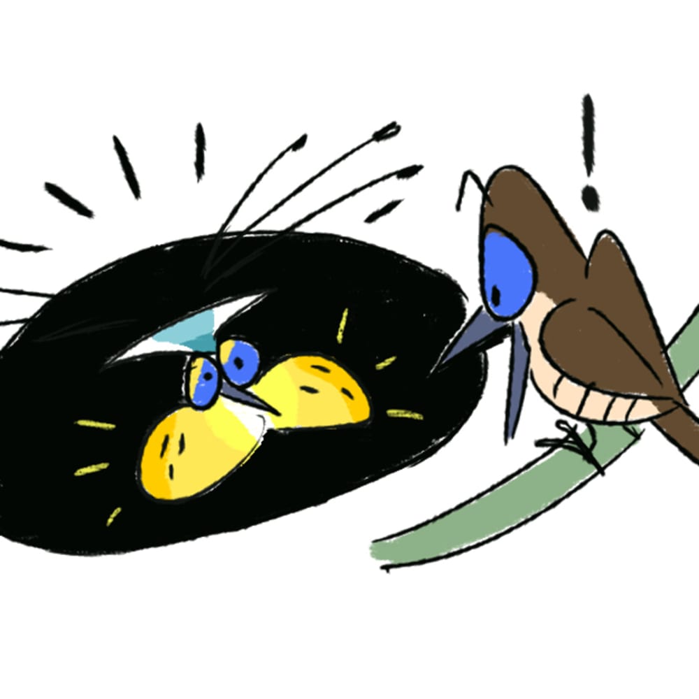 The Courtship Dance of the Western Parotia
