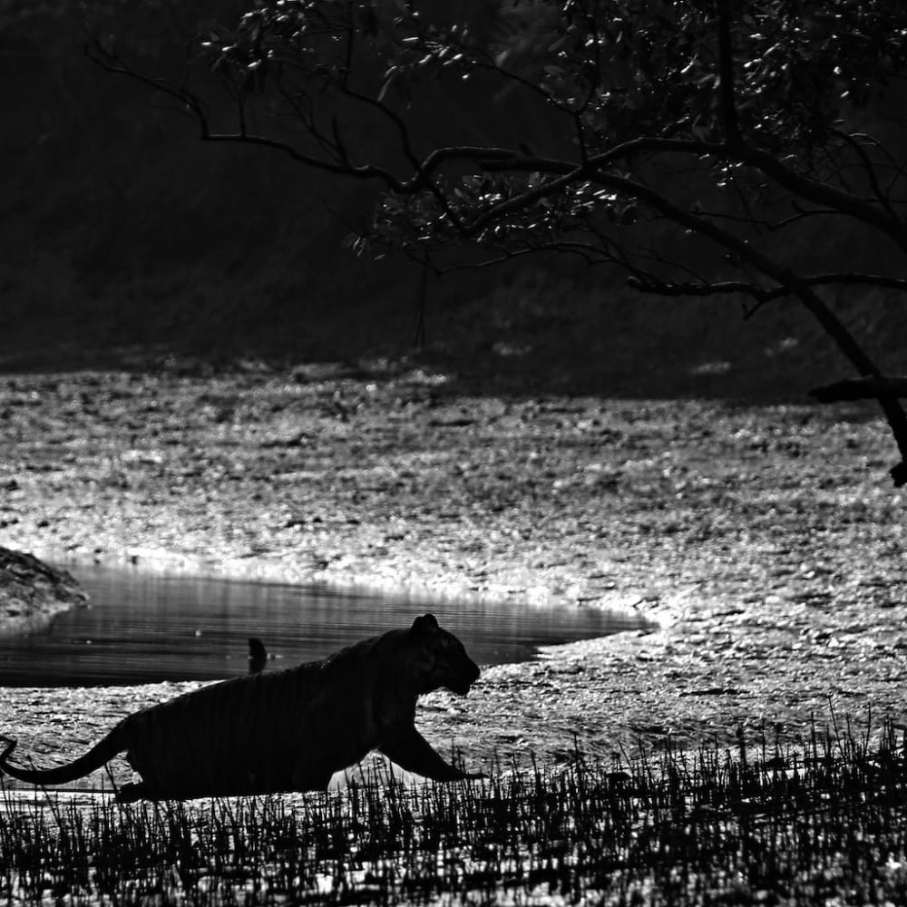 A Forest of Folklore: Myths, Gods, and the Many Faces of the Tiger