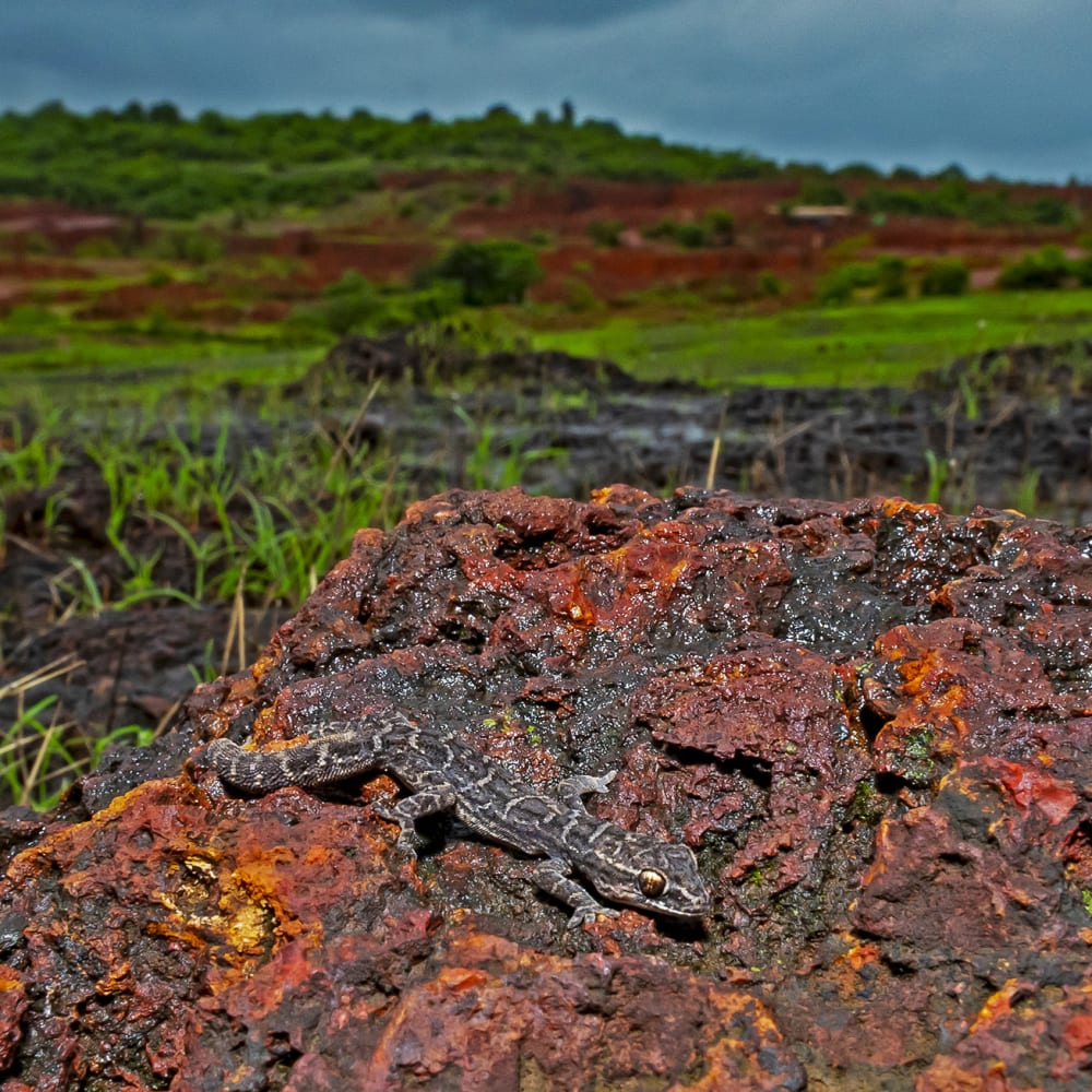 In the Laterite Plateaus of Maharashtra, Rock Bottom is a Wonderful Place