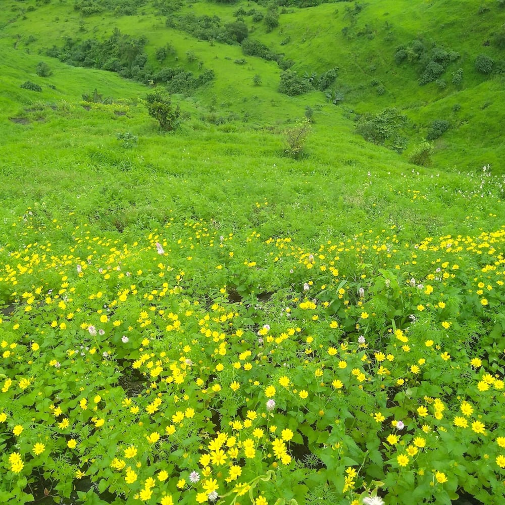 Kharghar’s Hills are Alive with the Sound of Birdsong