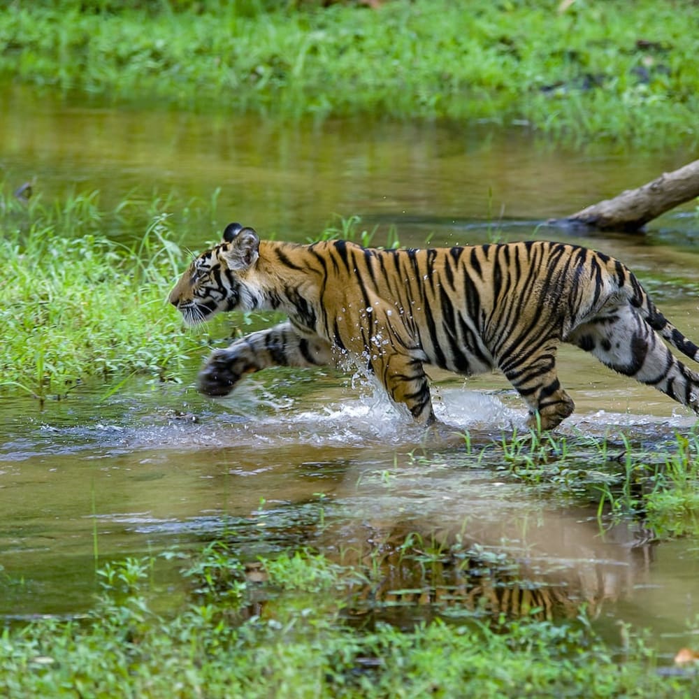 The Guide: Bandhavgarh National Park