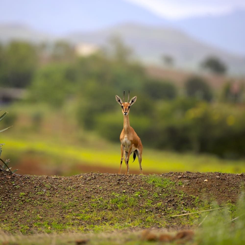 Chinkara: The Graceful Gazelles of Saswad