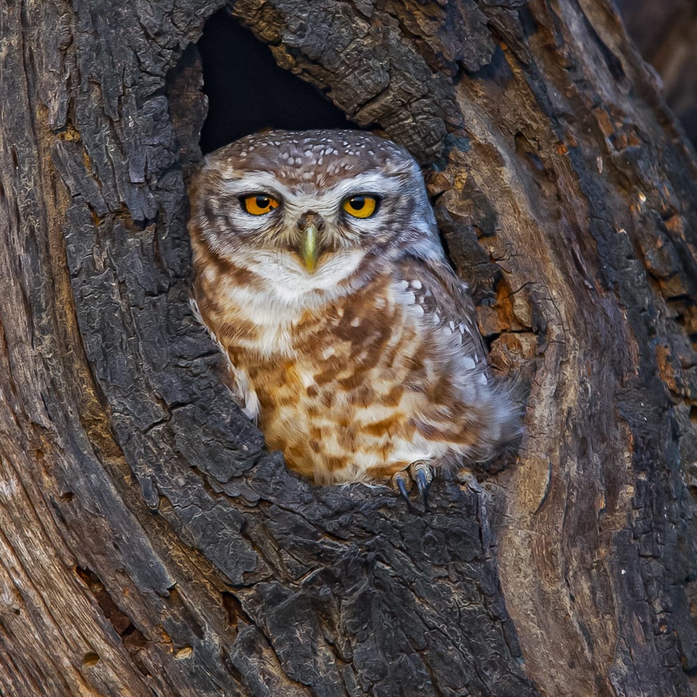 The Guide: Keoladeo National Park