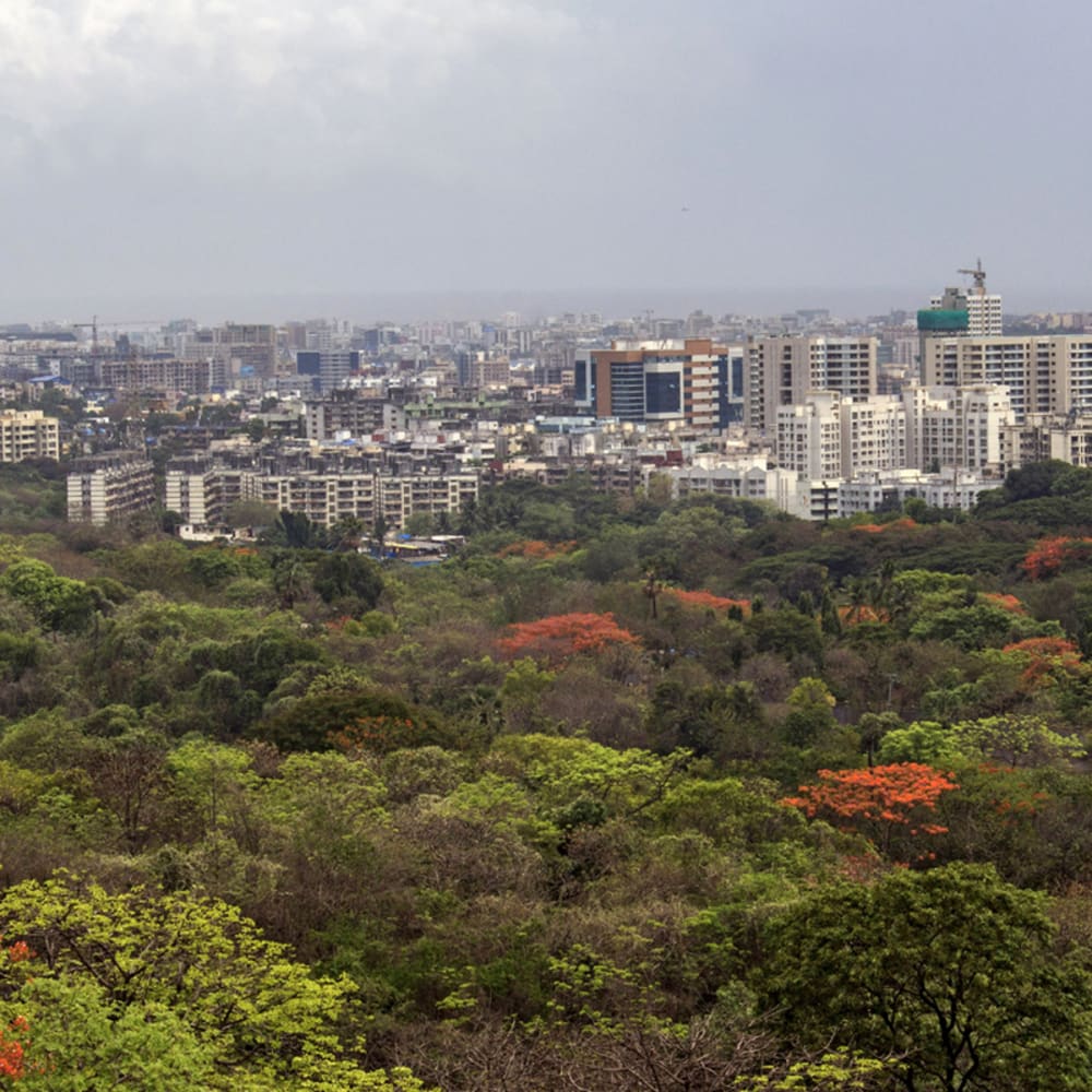 How Protecting Small Forest Patches Can Make a Big Difference
