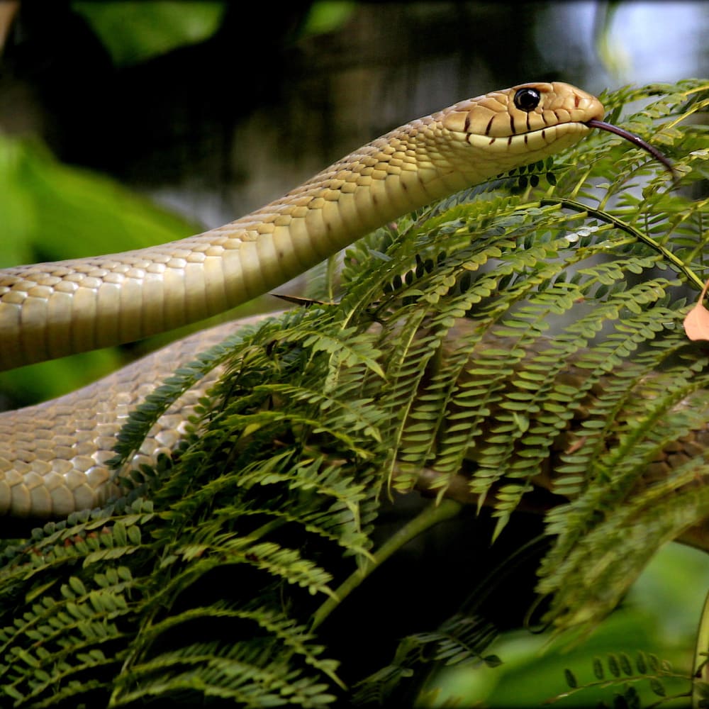 Urban Ecosystems: Snakes and the City