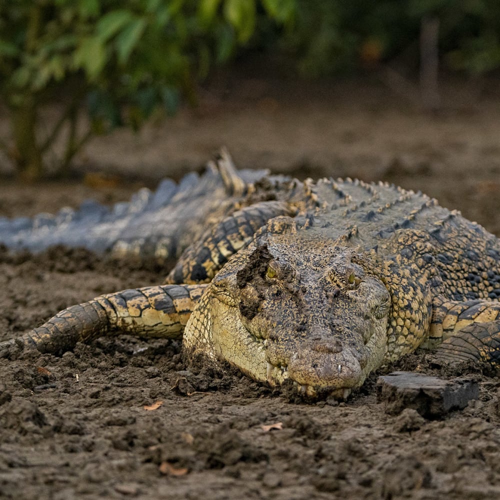The Guide: Bhitarkanika National Park