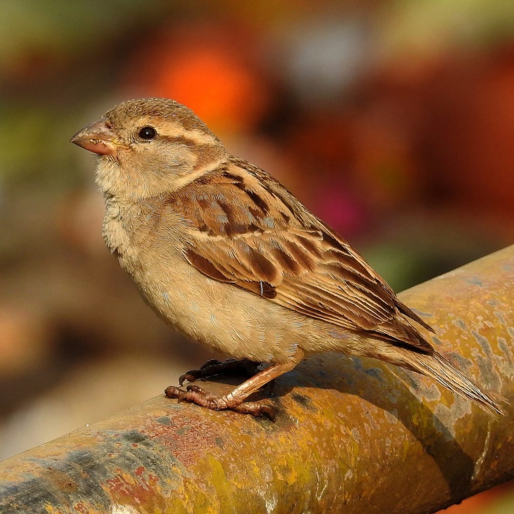Building Nests to Save Delhi’s Sparrows