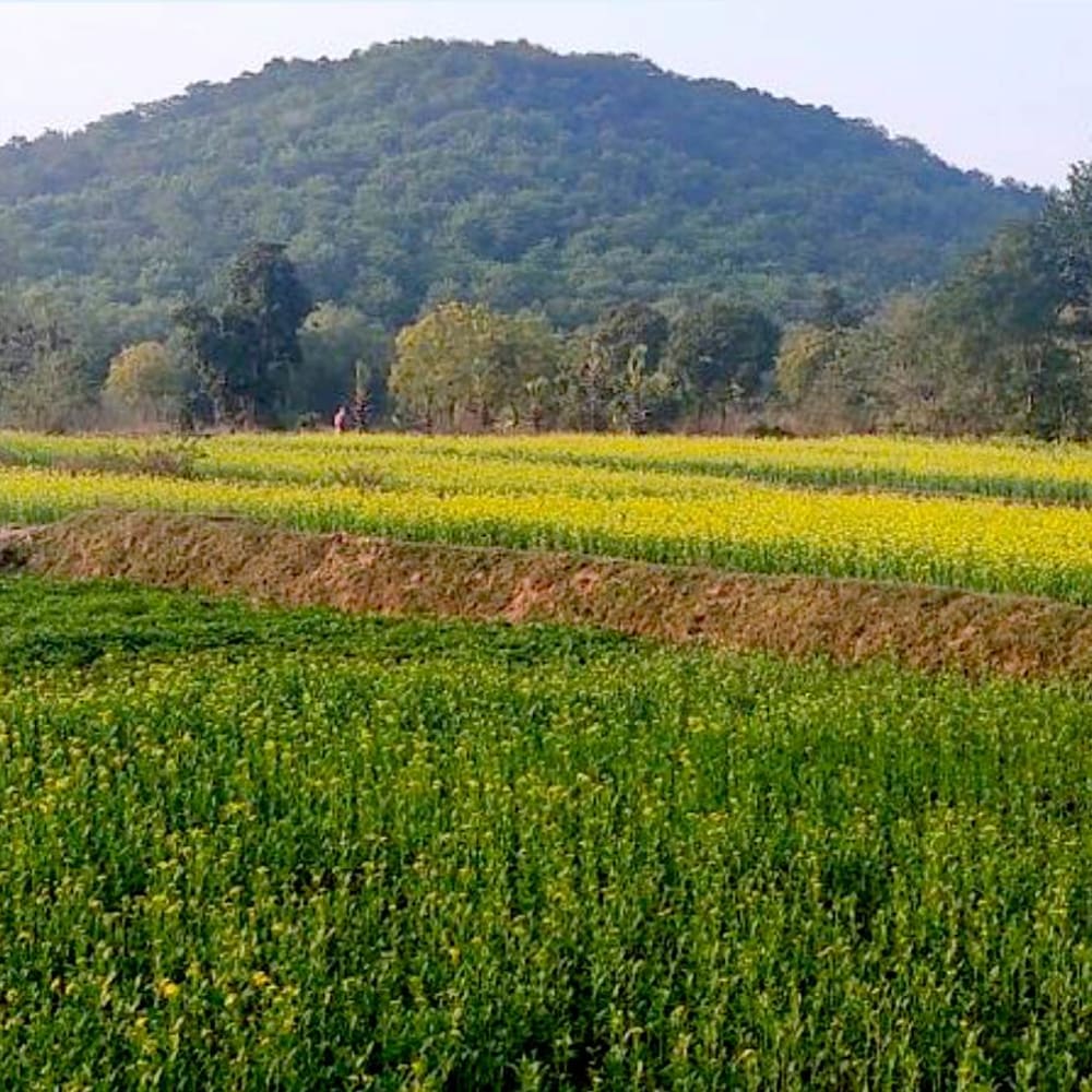 In Purulia, Villagers Plant Forests to Restore Lives