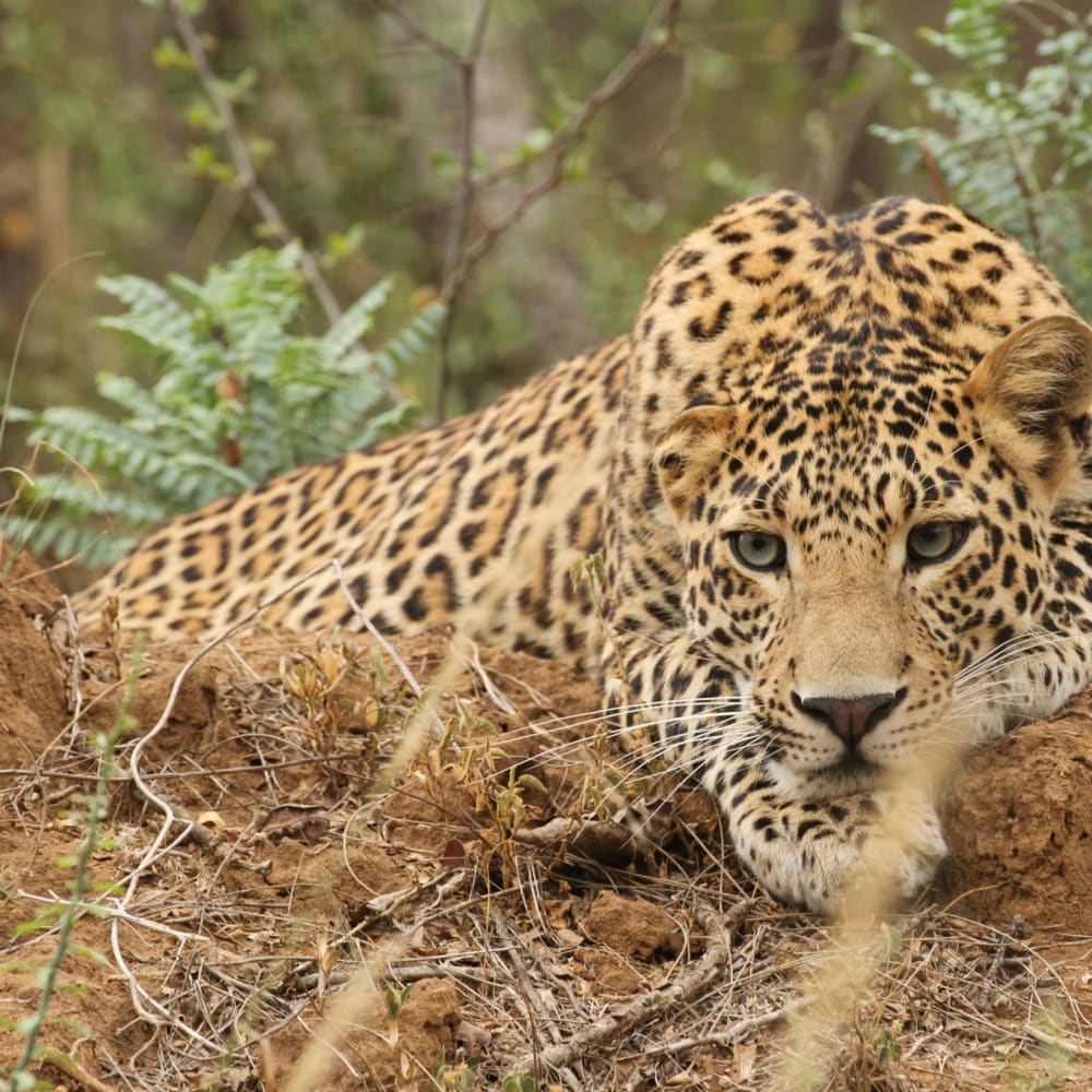 Deep Wells of Danger: Karnataka’s Leopards in Peril