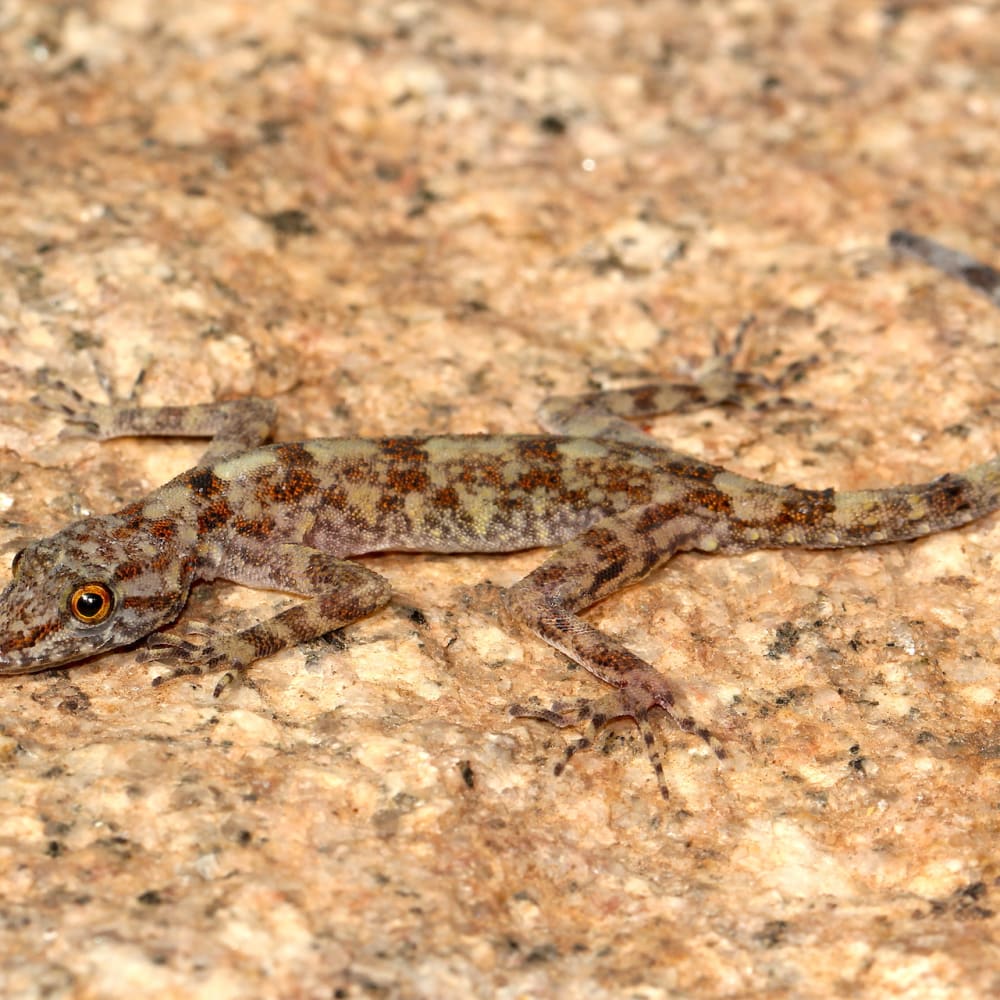 Dwarf Geckos: Life in the Shadows