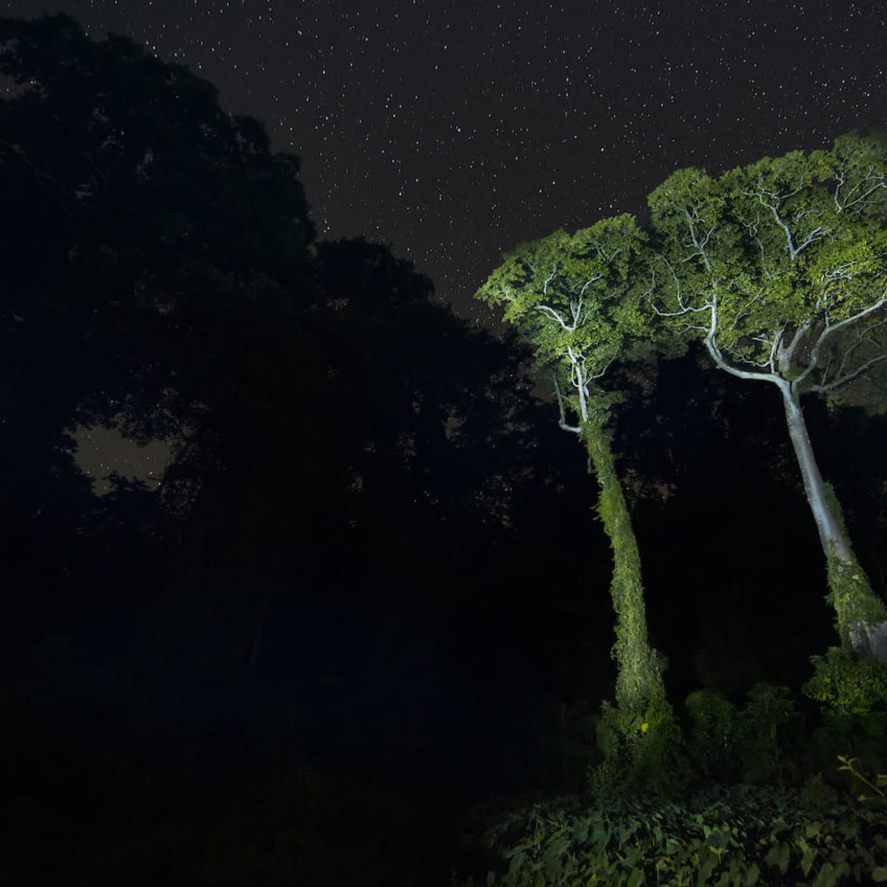 Inhaling the Scents of a Forest