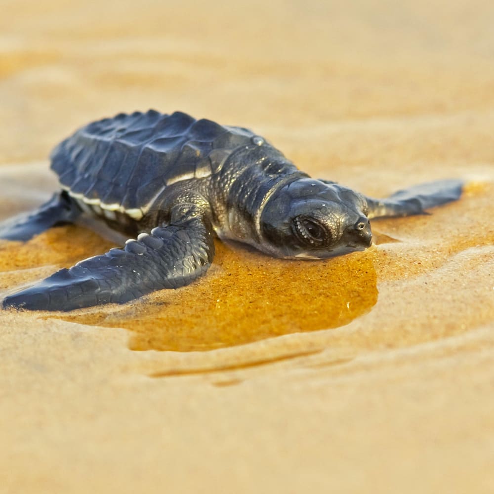 Ecotourism, and the Olive Ridley Turtles of Dapoli