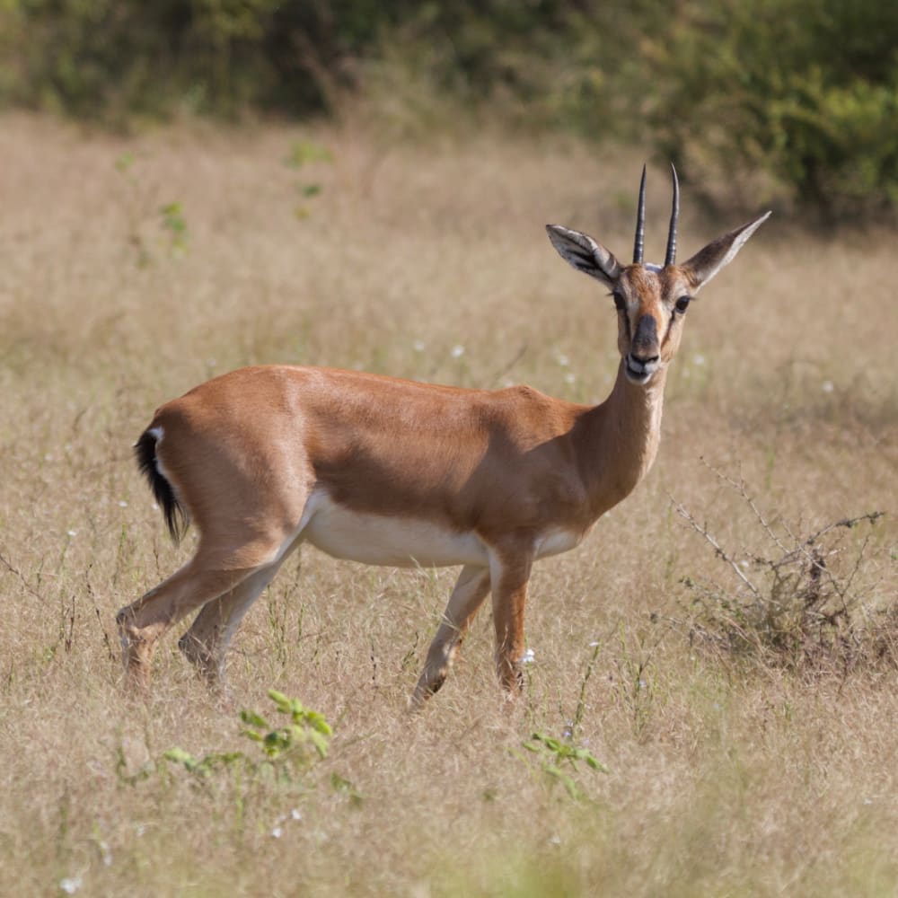 Poaching Increases During Covid-19 Lockdown in Rajasthan