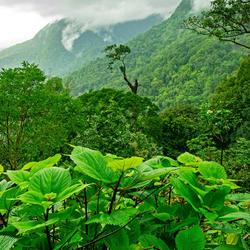 A Secret Forest: The Hidden Lives of Agumbe
