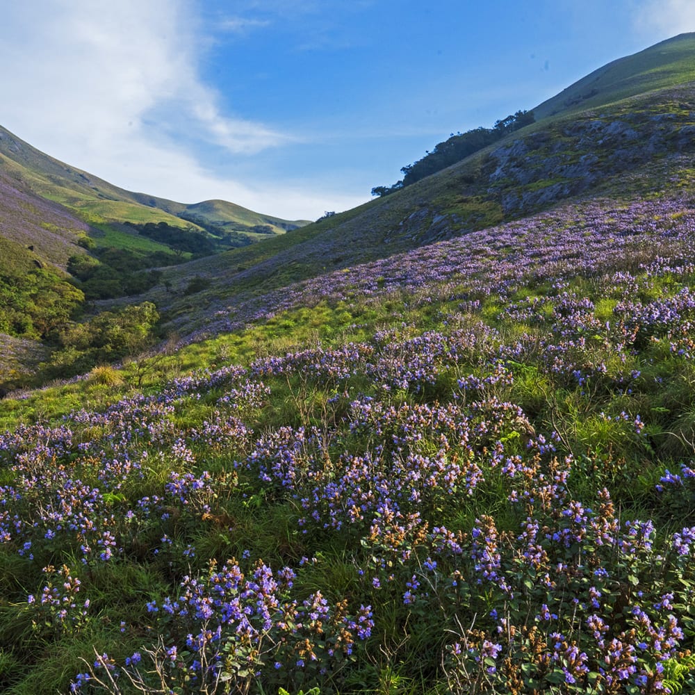 The Blue Mountains: Love and Longing for the Shola Grasslands
