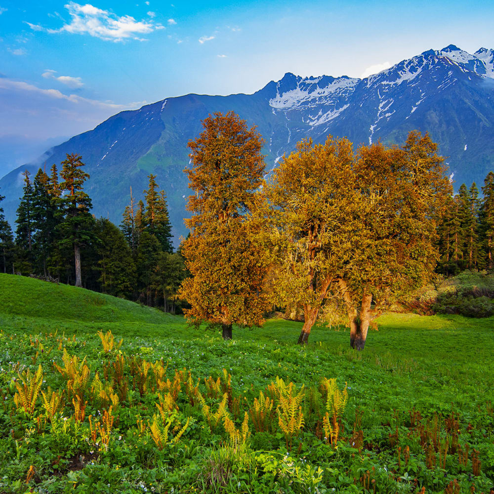In Search of a Panacea: Herb Collection in the Himalayas