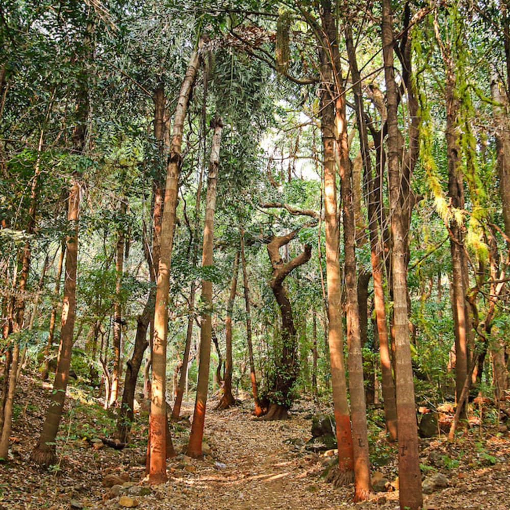 Trees and Toddy: In the Sacred Grove of Ajeevali