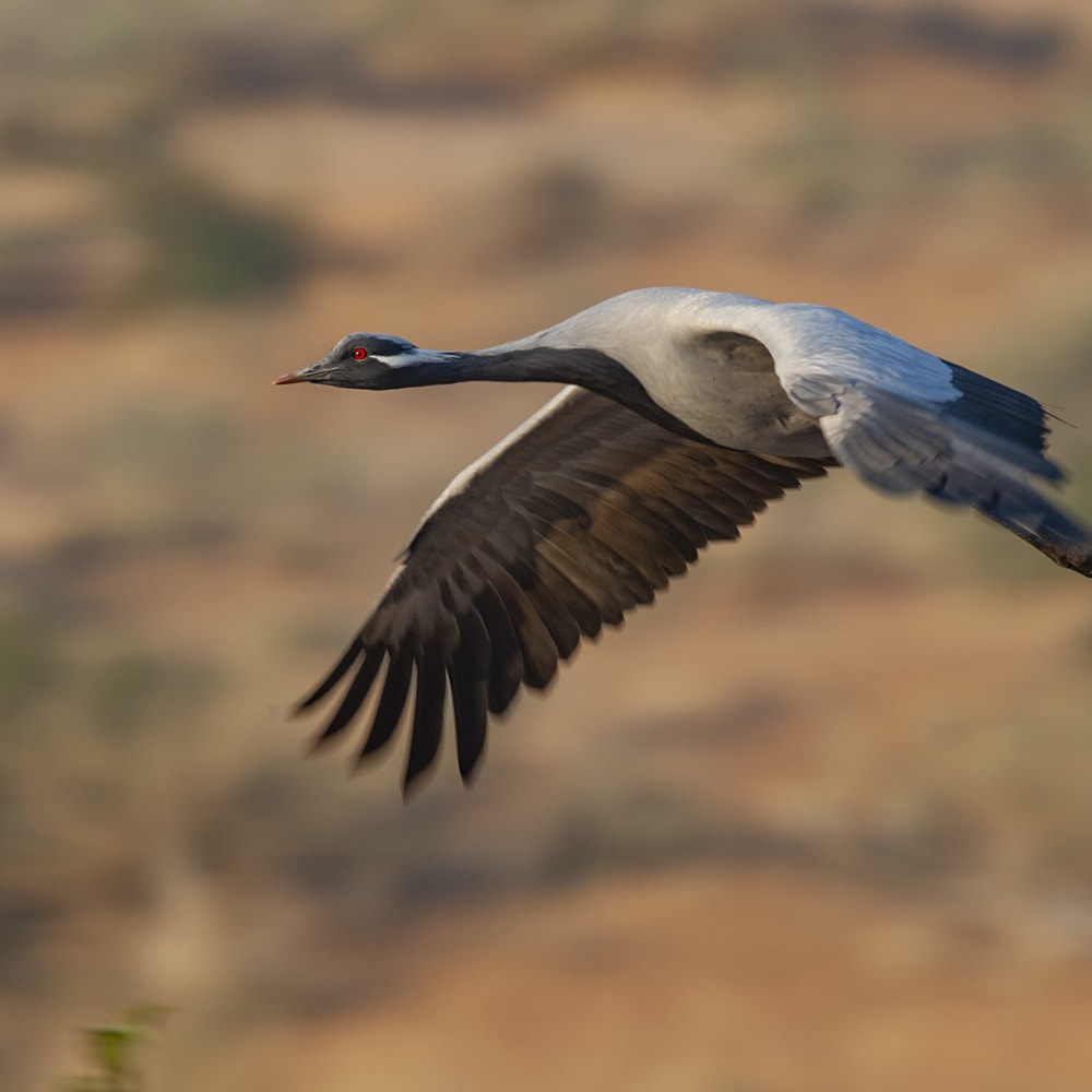 Demoiselle Cranes: High-Flying Damsels