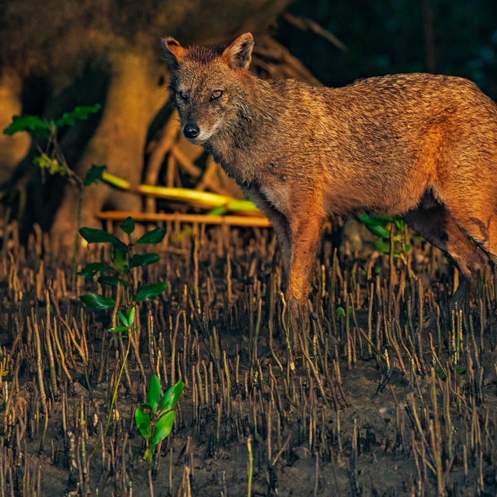 Mangrove Coast: The Emerald Forests of Coringa Wildlife Sanctuary