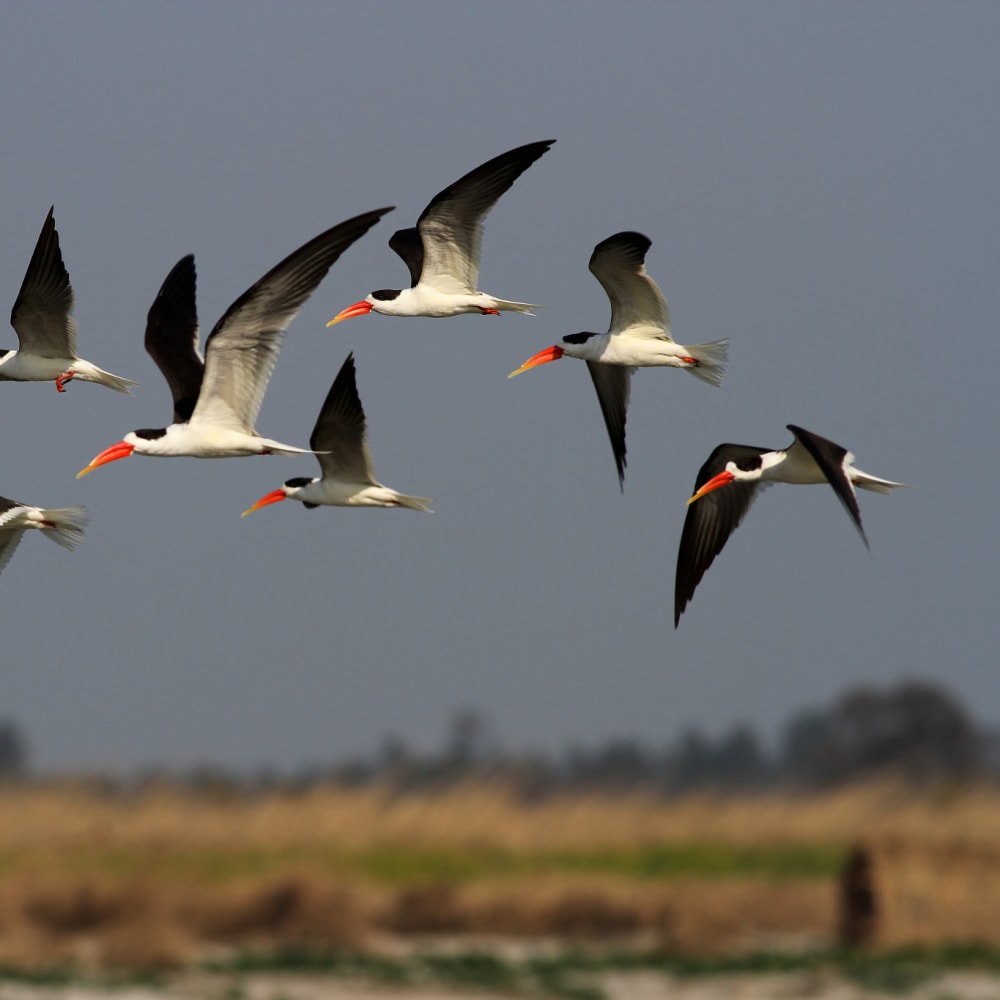 Nest Protectors Hope to Secure the Indian Skimmer’s Future