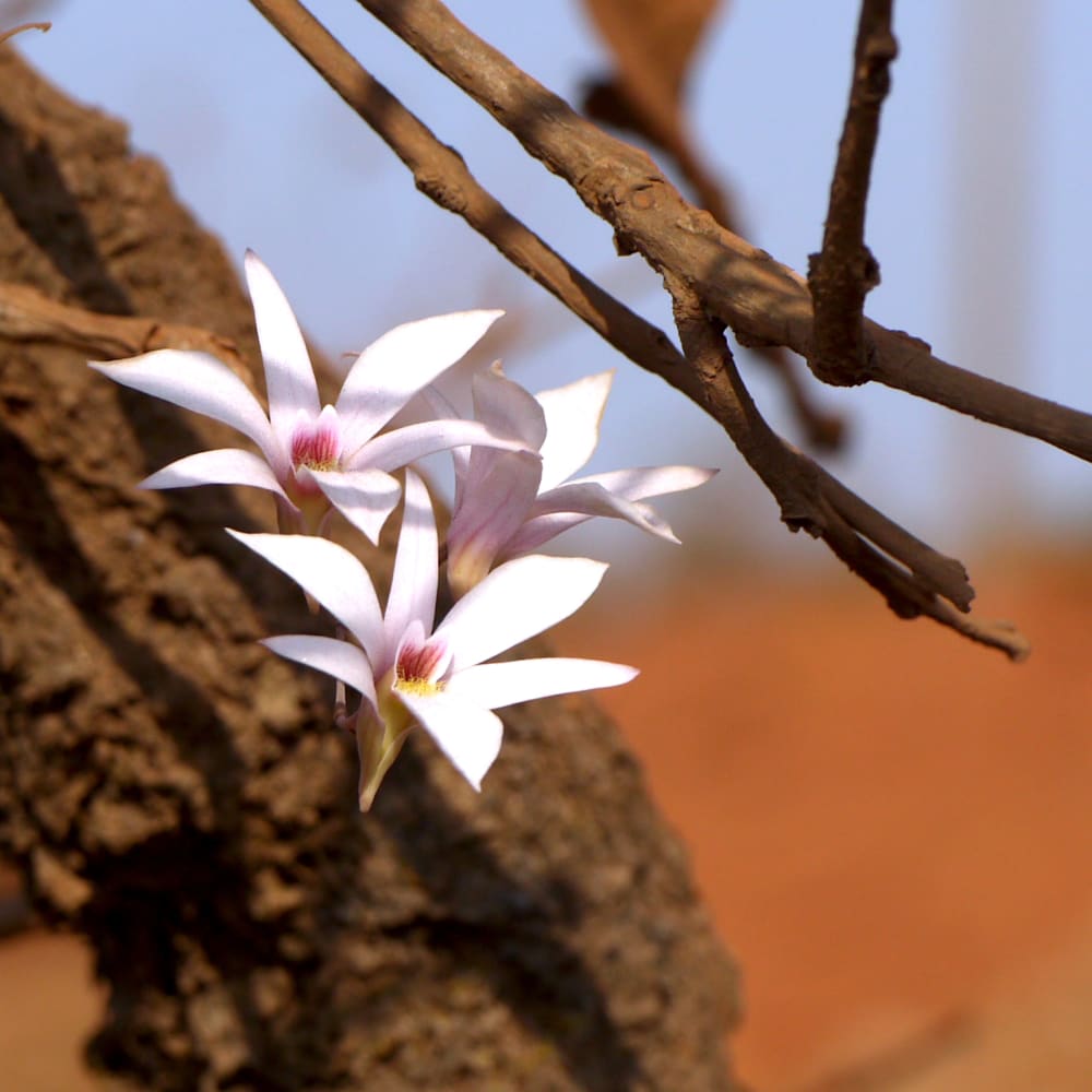 Fallen Flowers: Restoring Wild Orchids in the Western Ghats