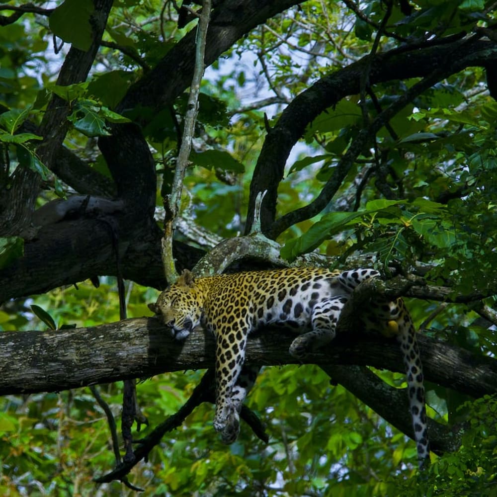 How to Savour a Forest: Gratitude for the Abundance of Nagarhole National Park