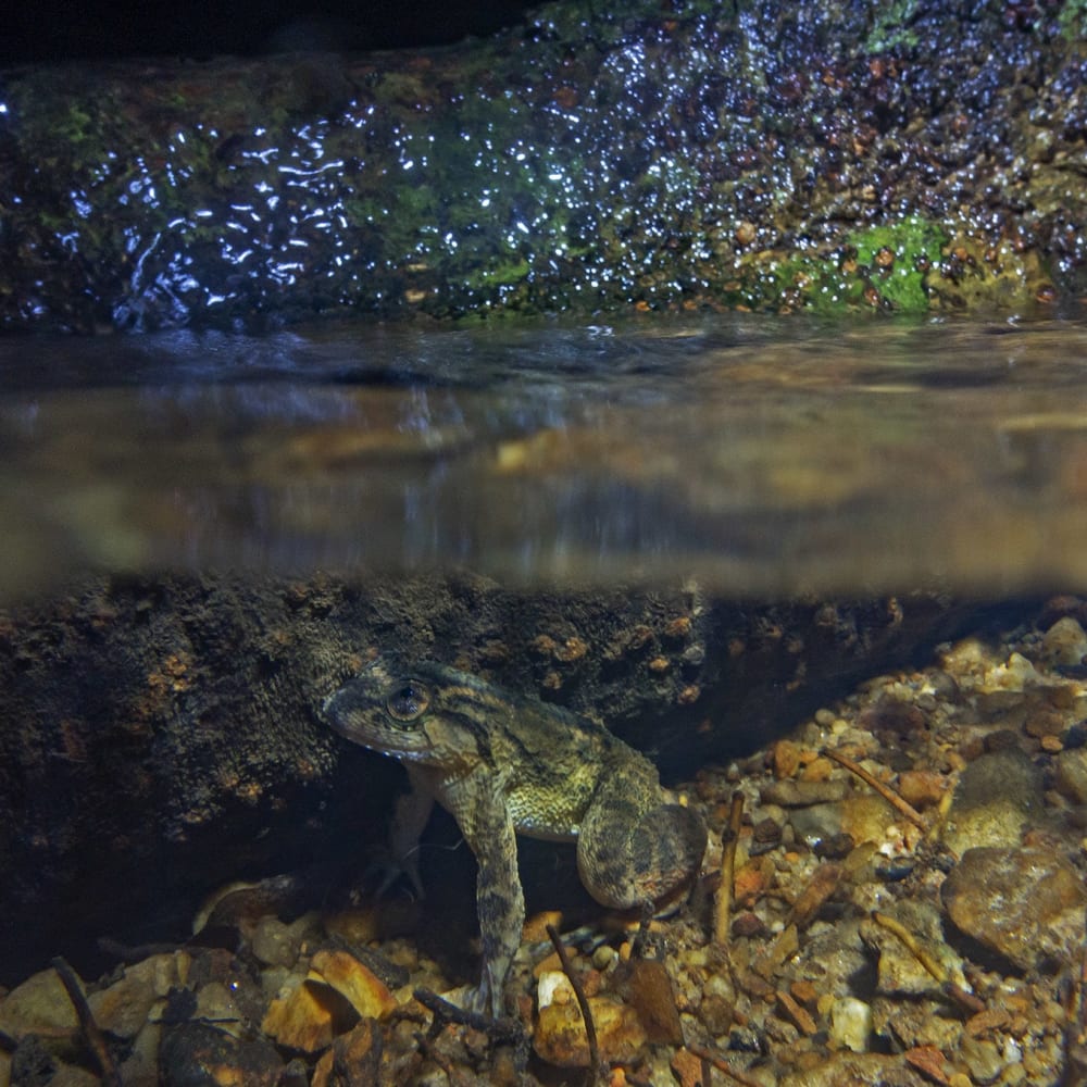 Dark Waters: The Disappearing Myristica Swamps