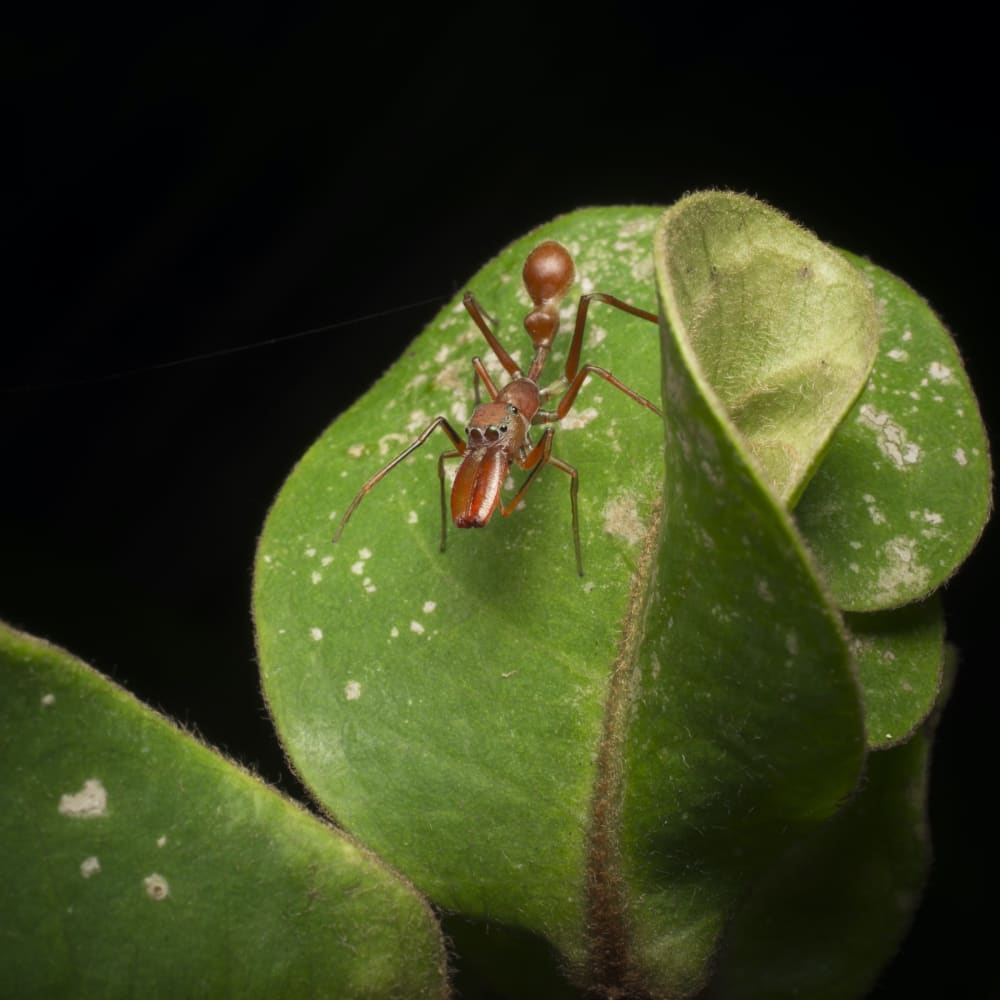 Nest of Deception: When Spiders Mimic Weaver Ants