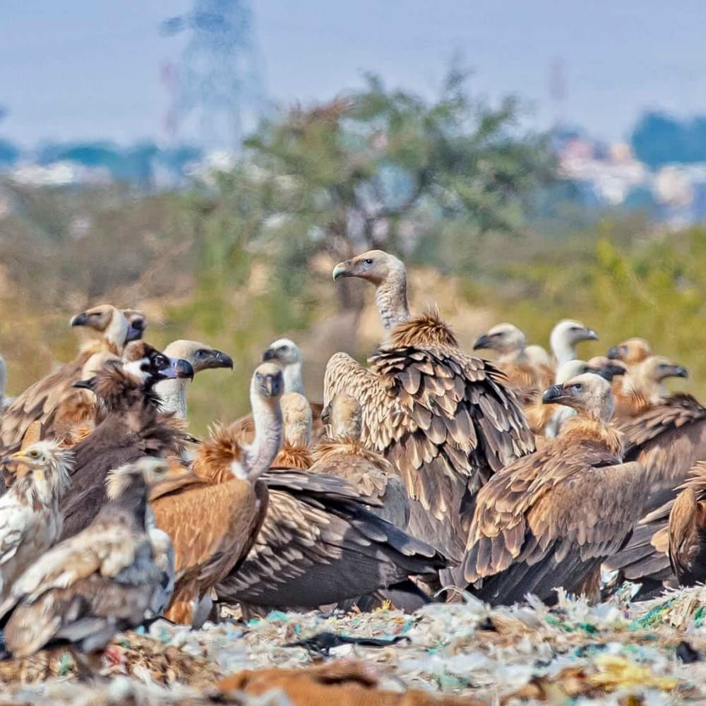 Keep Calm and Carrion: The Great Vulture Gathering in Jorbeed, Rajasthan