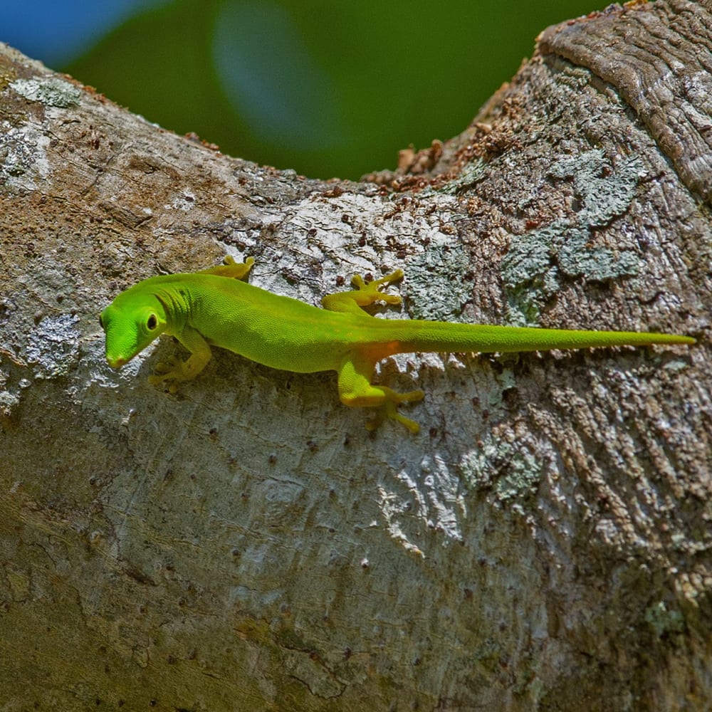 Narcondam: Wild Island in the Indian Ocean