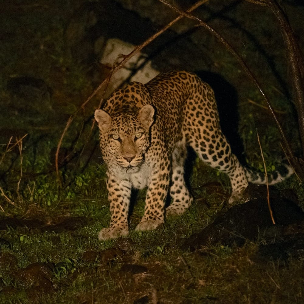 Dark Side: Spotting a Leopard in Panna Tiger Reserve