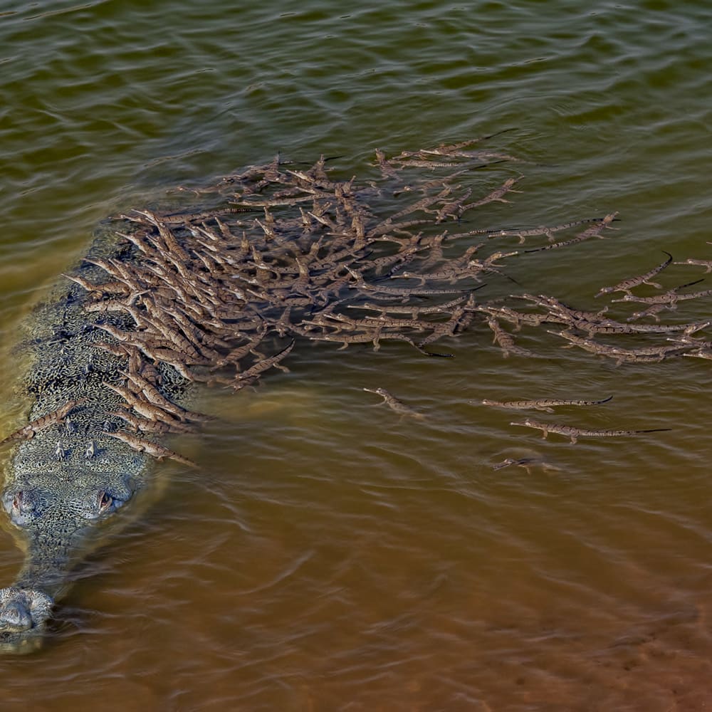 Croc Creche: Why Crocodilian Males Make Great Babysitters