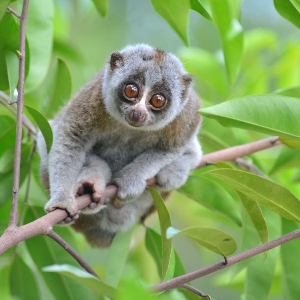 The Bengal Slow Loris: Disappearing Gently into That Good Night