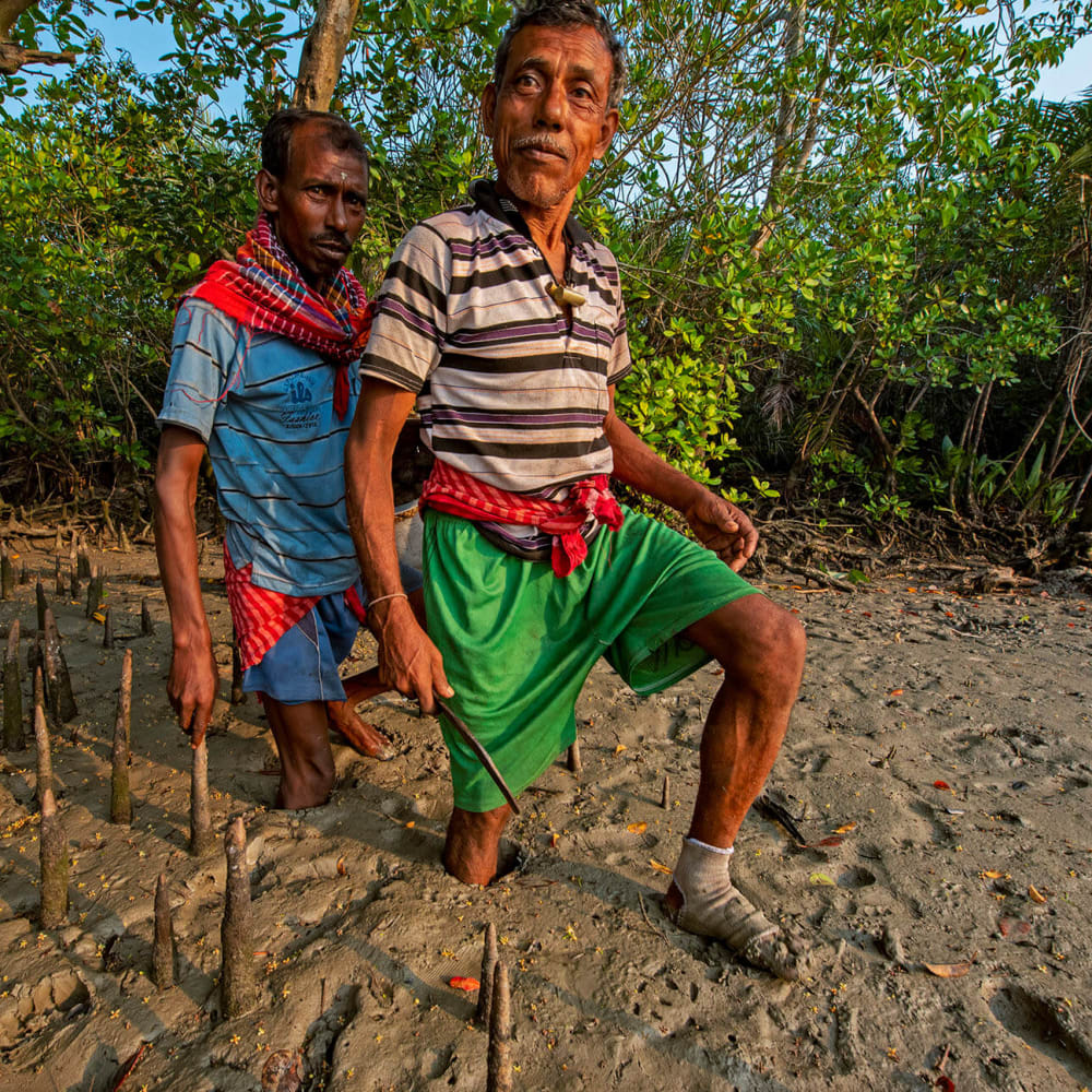 Risk, Ritual, and Survival: The Honey Gatherers of the Sundarbans