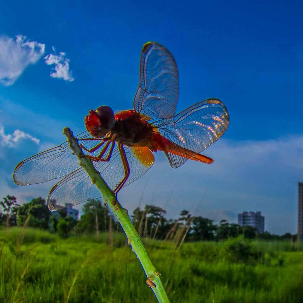 Photo Contest: Show us your Backyard Biodiversity