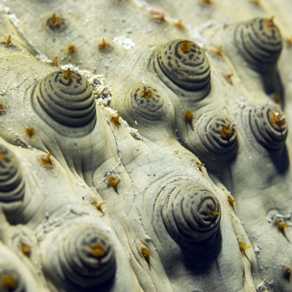 Sea Cucumbers: Countering the Illegal Trade