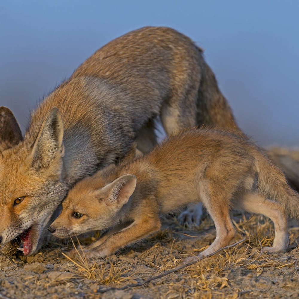 Mum’s the Word with the Desert Fox in the Little Rann