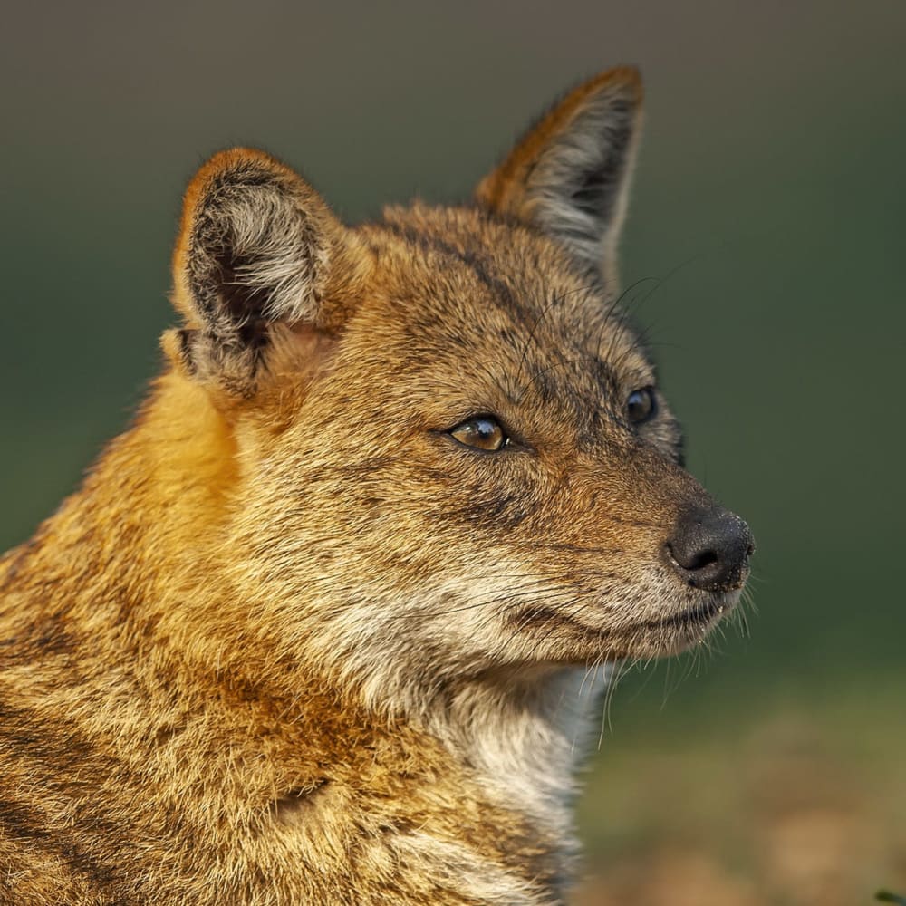 Golden Jackal: Wandering Howler of Indian Jungles and Backyards