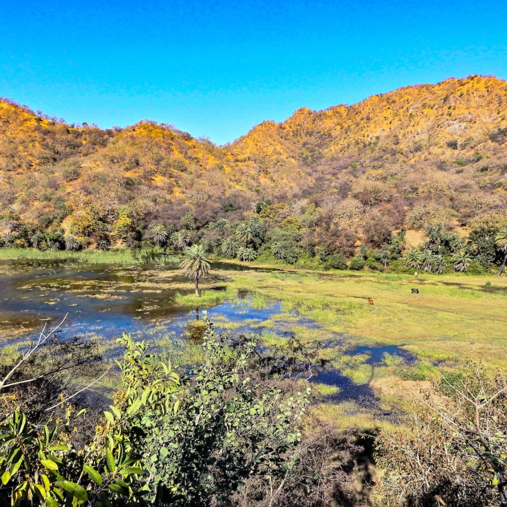 The Guide: The Twin Sanctuaries of Kumbhalgarh and Todgarh-Raoli