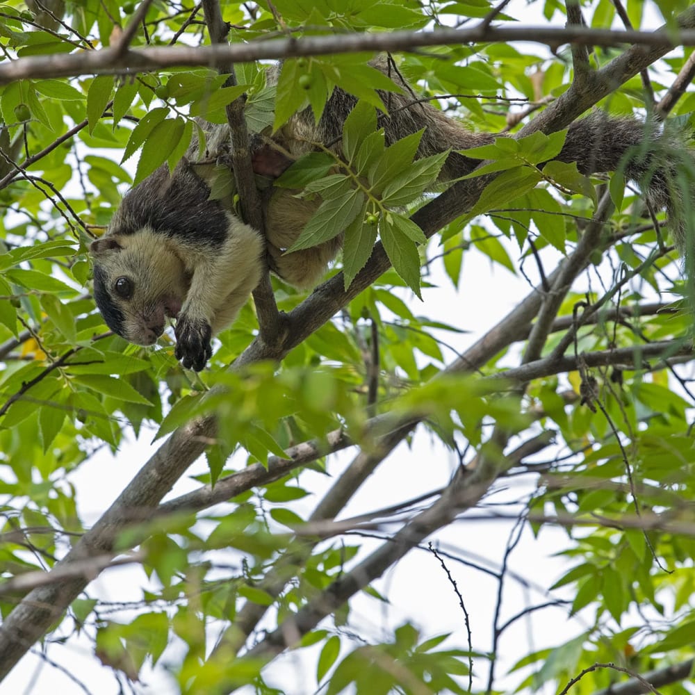 Missed Connections: How Disconnected Forests Threaten the Grizzled Giant Squirrel