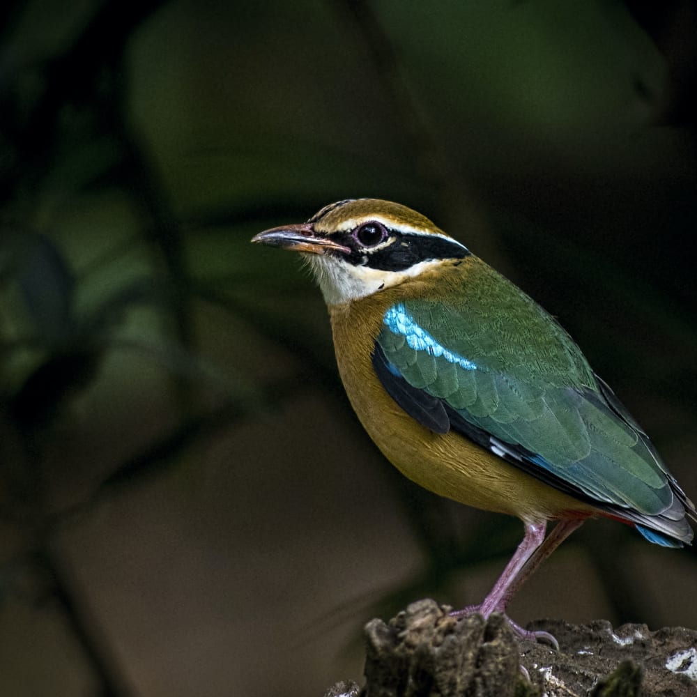 Indian Pitta: A Whistling, Winged Rainbow