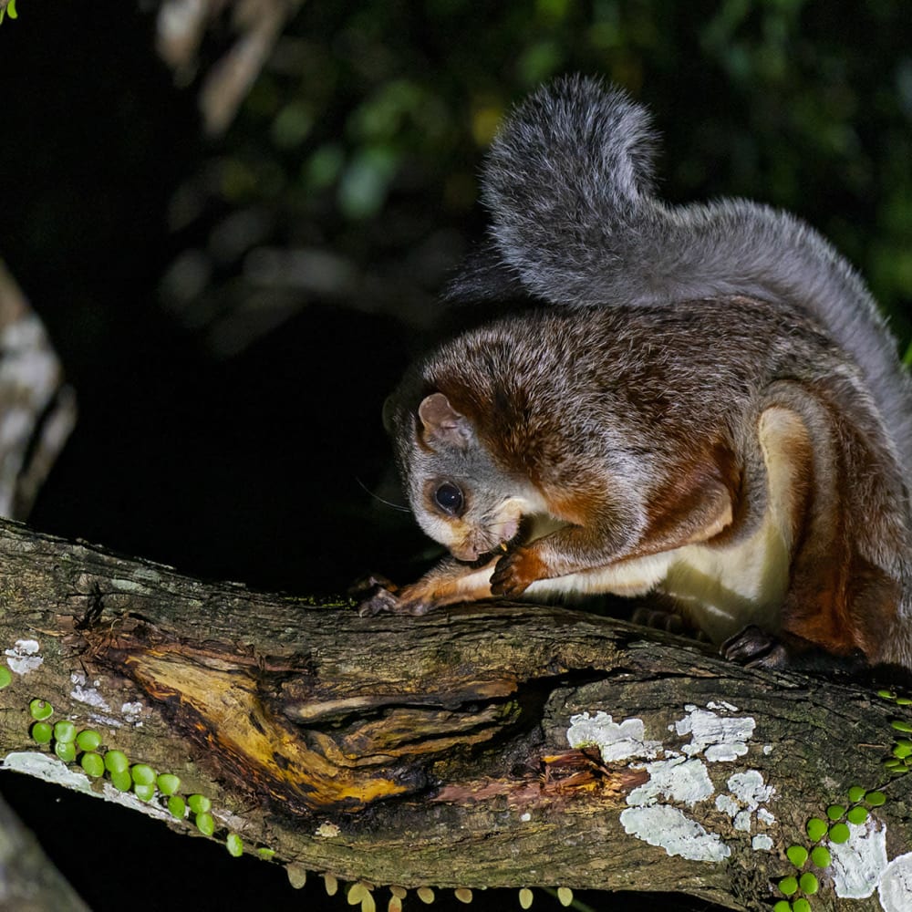 Night Flyer: The Red Giant Gliding Squirrel in Namdapha National Park