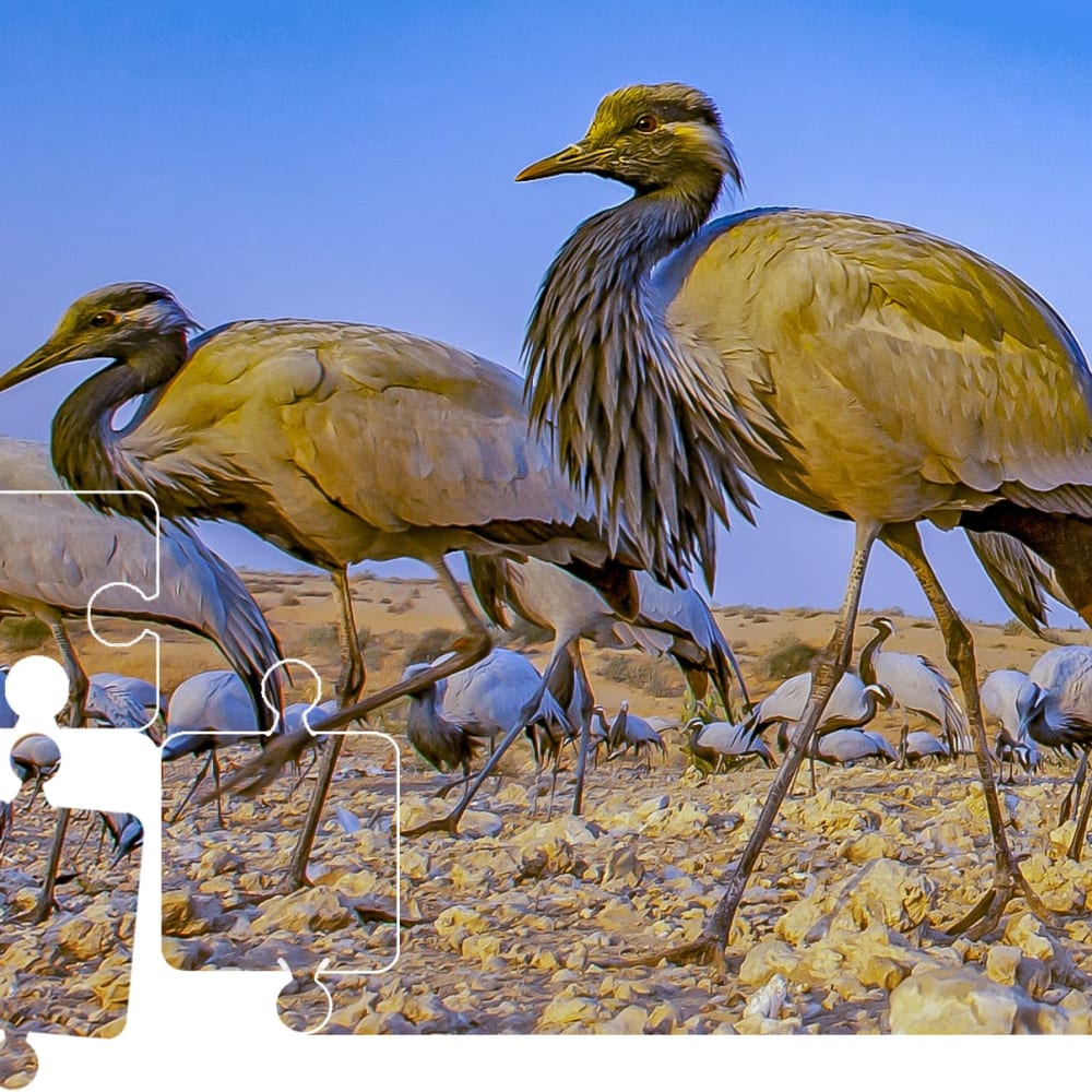 Wildlife Puzzle: The Demoiselle Cranes of Kheechan