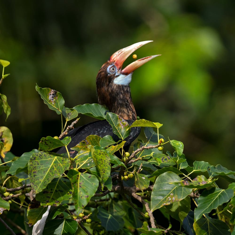 A Robin and a Warbler: Migrants on a Volcanic Island