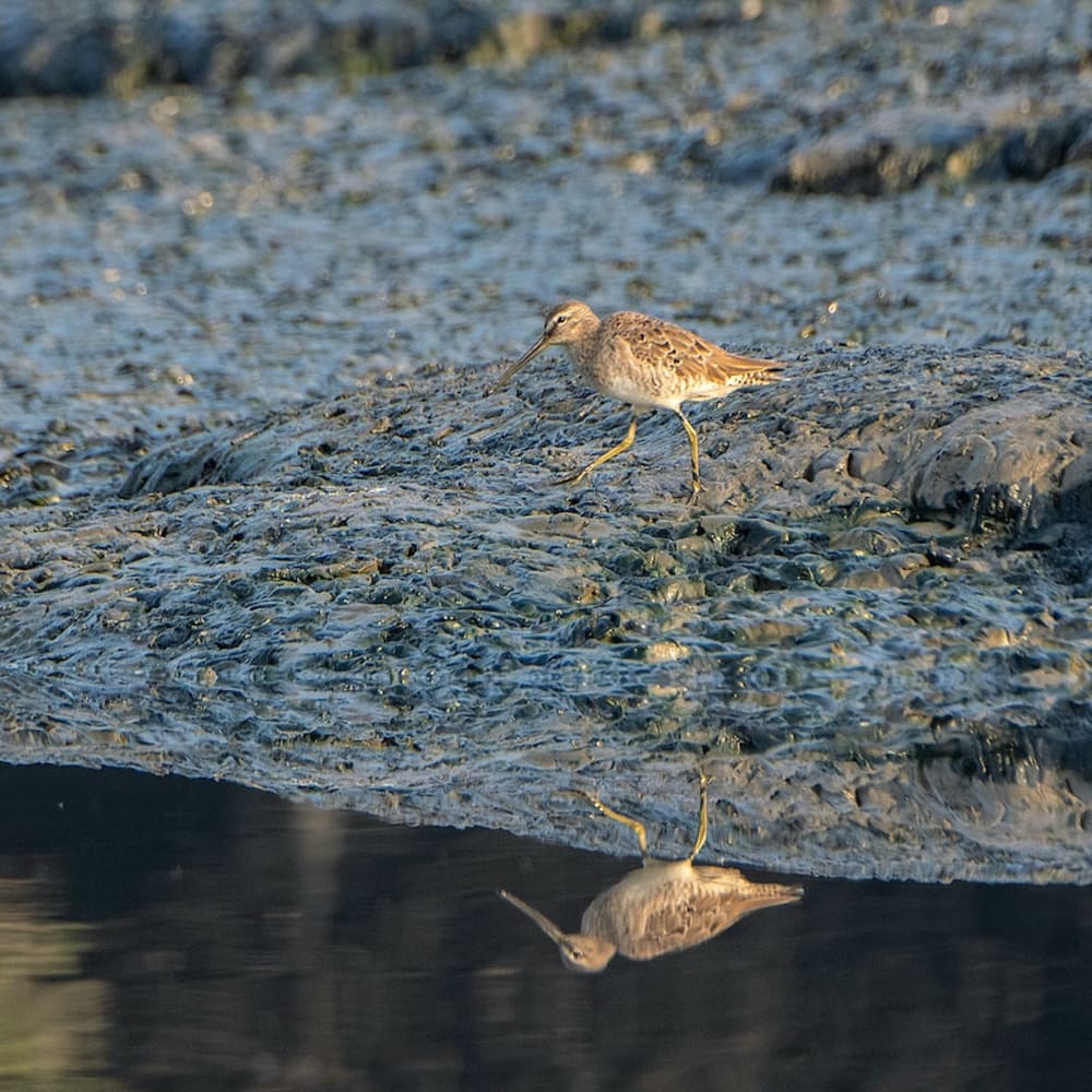 Accidental Tourist: The Vagrant Long-Billed Dowitcher