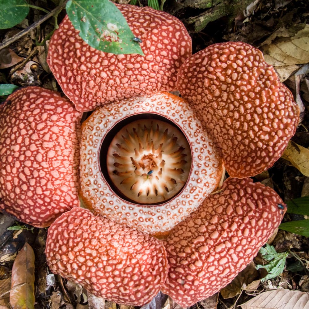 Plants as Parasites: Connecting to the Host with the Most