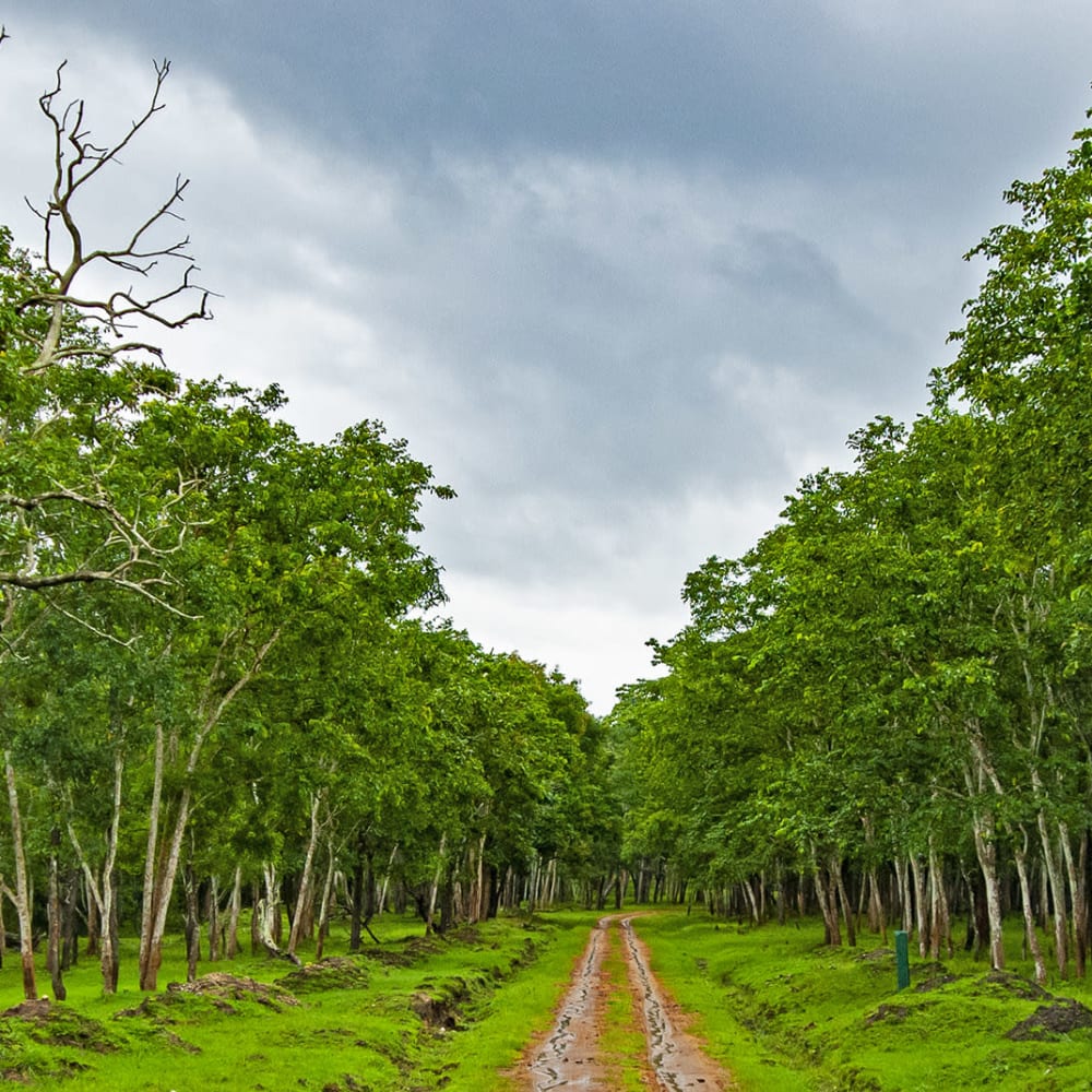Tall Tales: Trees from Nagarhole