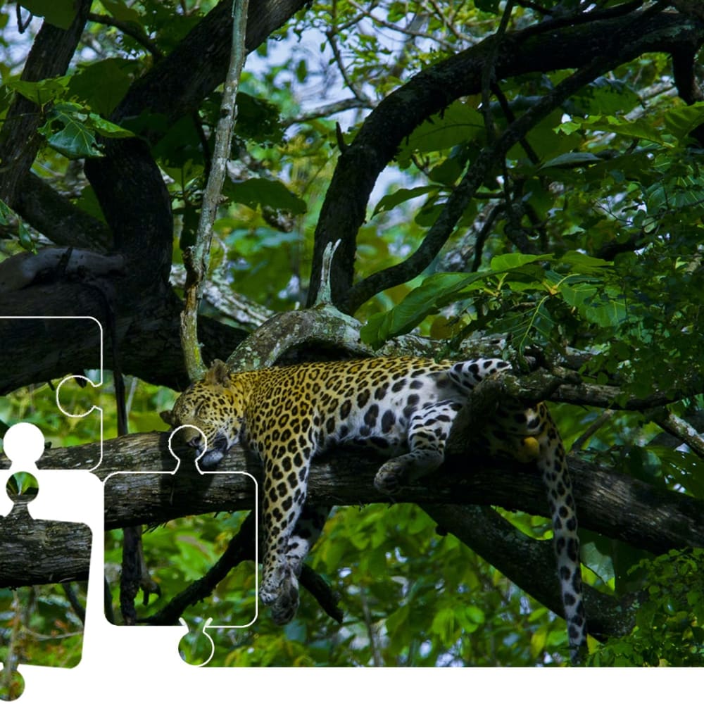 Wildlife Puzzle: A Leopard takes a Catnap