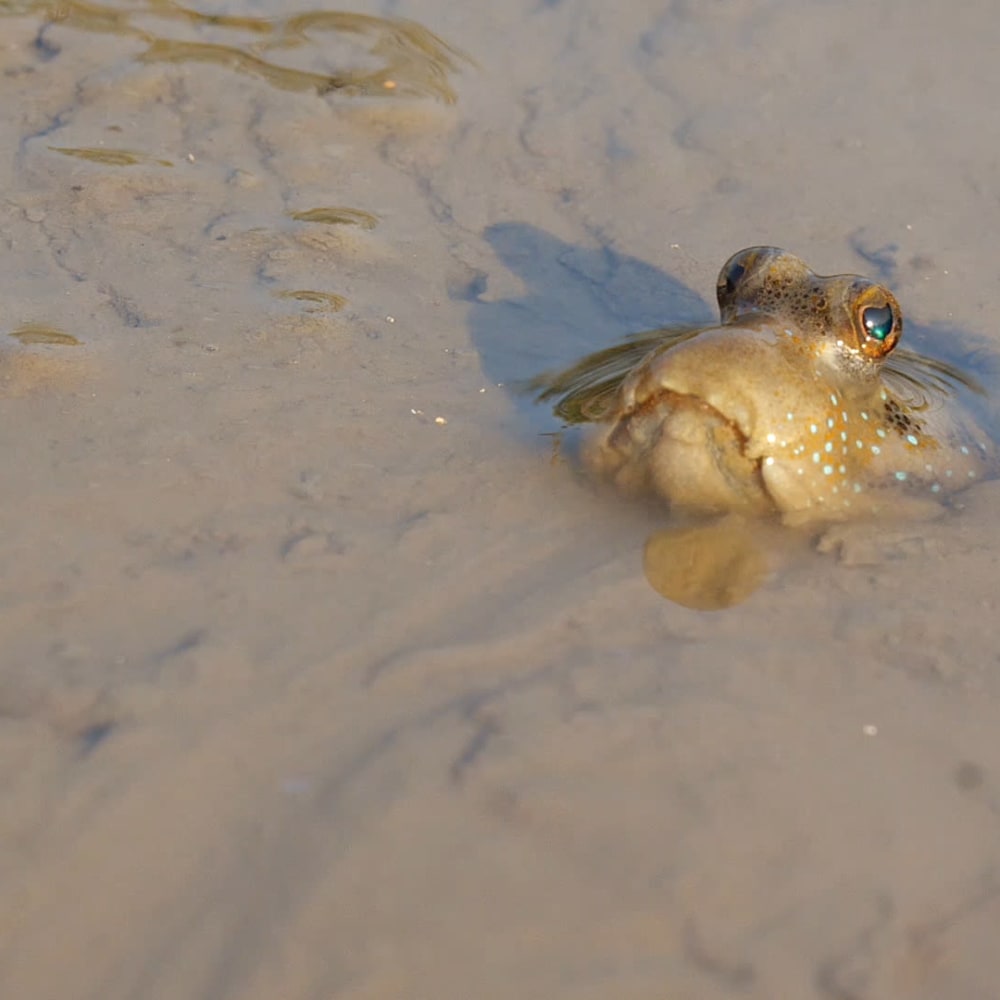 The Mud Pack: Love, Life, and Strife in the Sundarbans