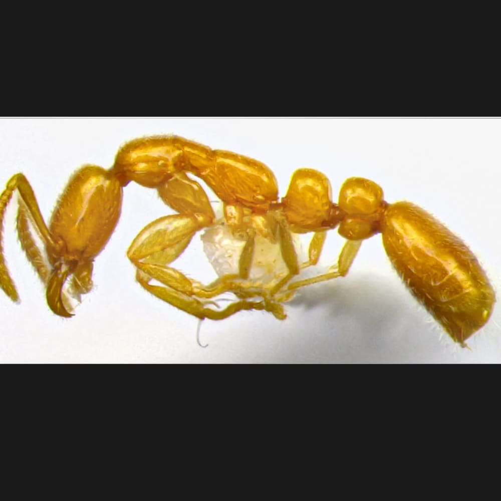 New Underground Ant Discovered from Goa